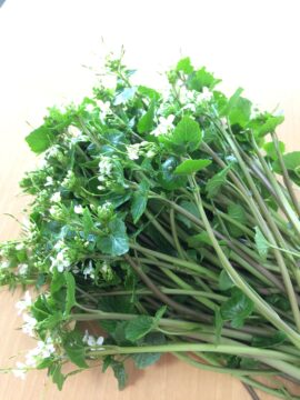 花わさび販売中☆