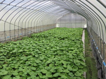 わさびの様子３