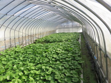 わさびの様子３