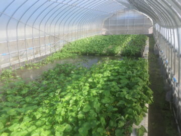 わさびの様子３