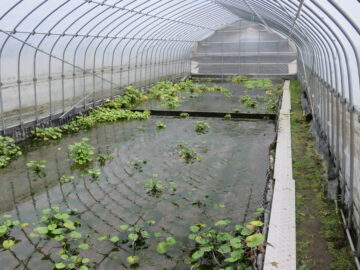 わさびの様子３